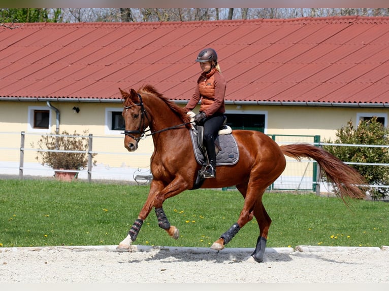 Oldenburgo Yegua 8 años 172 cm Alazán in Unterpetersdorf