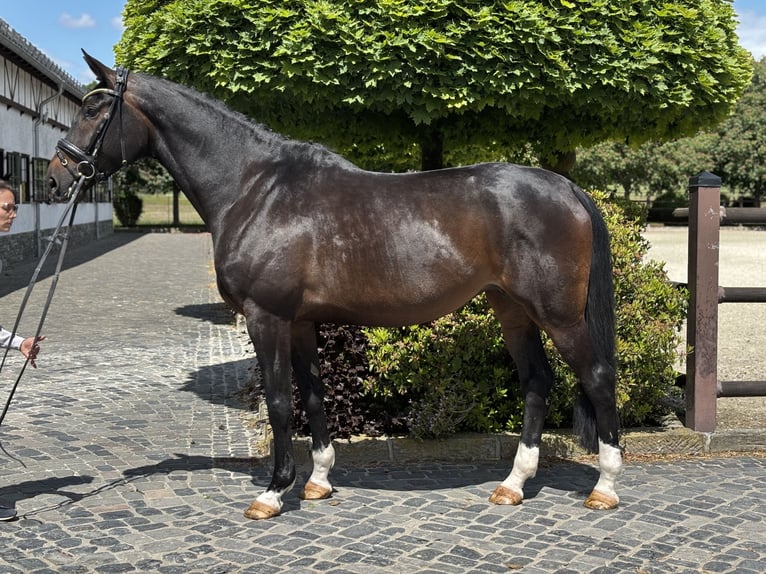 Oldenburgo Yegua 8 años 173 cm Castaño oscuro in Kronberg im Taunus