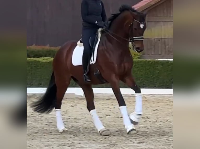Oldenburgo Yegua 8 años 177 cm Castaño in Neu-Anspach