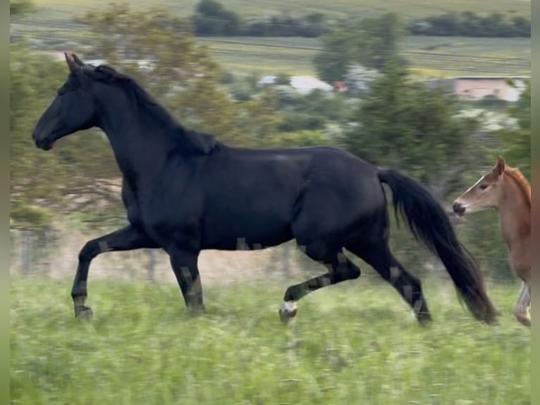 Oldenburgo Yegua 8 años 178 cm Negro in Börrstadt