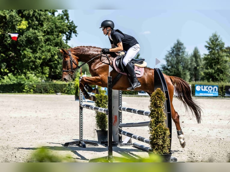 Oldenburgo Yegua 8 años Alazán in Radzionków