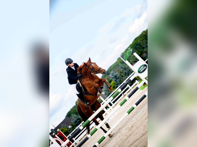 Oldenburgo Yegua 8 años Alazán in Radzionków