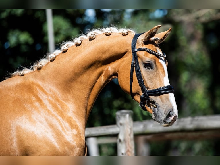 Oldenburgo Yegua 9 años 160 cm Palomino in Ulicoten