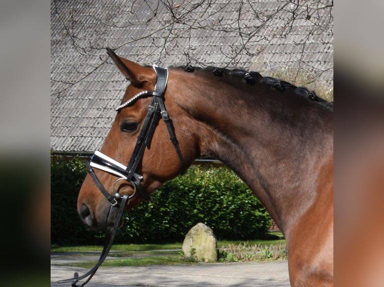 Oldenburgo Yegua 9 años 163 cm Castaño in Fredenbeck