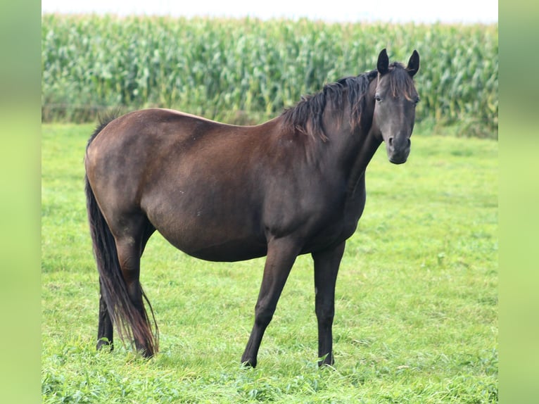 Oldenburgo Yegua 9 años 165 cm Negro in Berne