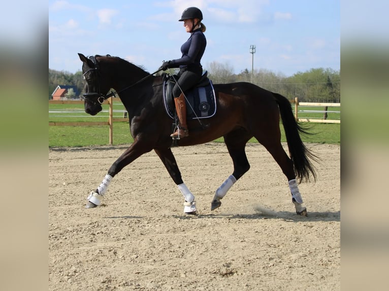 Oldenburgo Yegua 9 años 165 cm Negro in Ladbergen