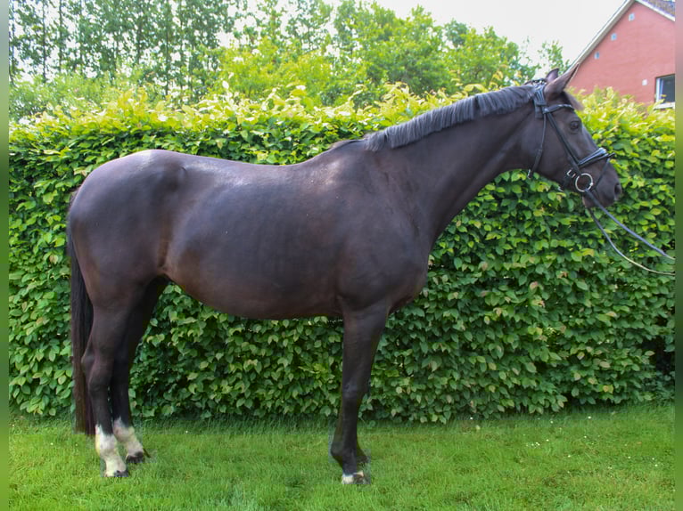 Oldenburgo Yegua 9 años 165 cm Negro in Ladbergen