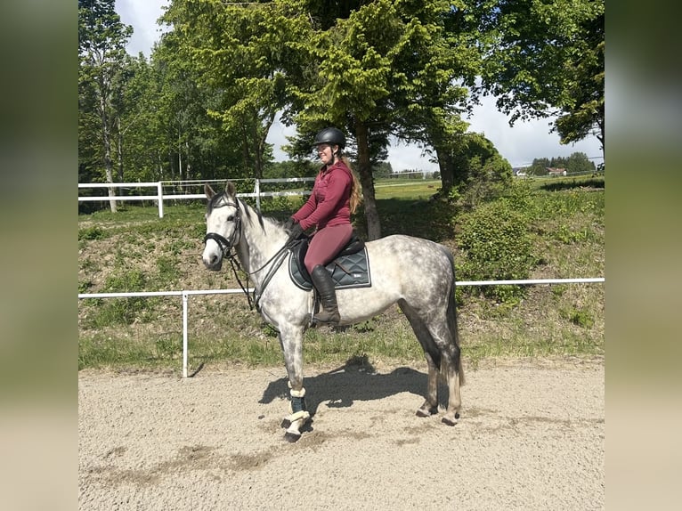Oldenburgo Yegua 9 años 165 cm Tordo rodado in Pelmberg