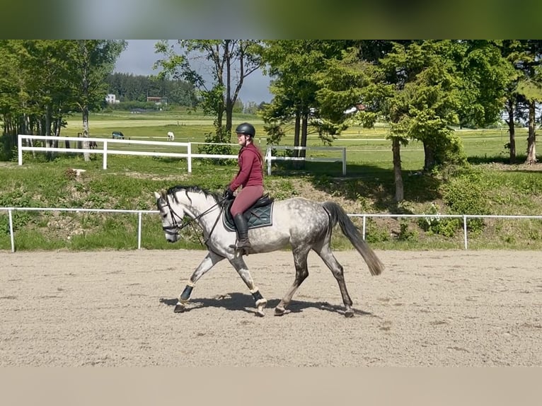 Oldenburgo Yegua 9 años 165 cm Tordo rodado in Pelmberg