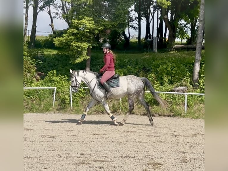 Oldenburgo Yegua 9 años 165 cm Tordo rodado in Pelmberg