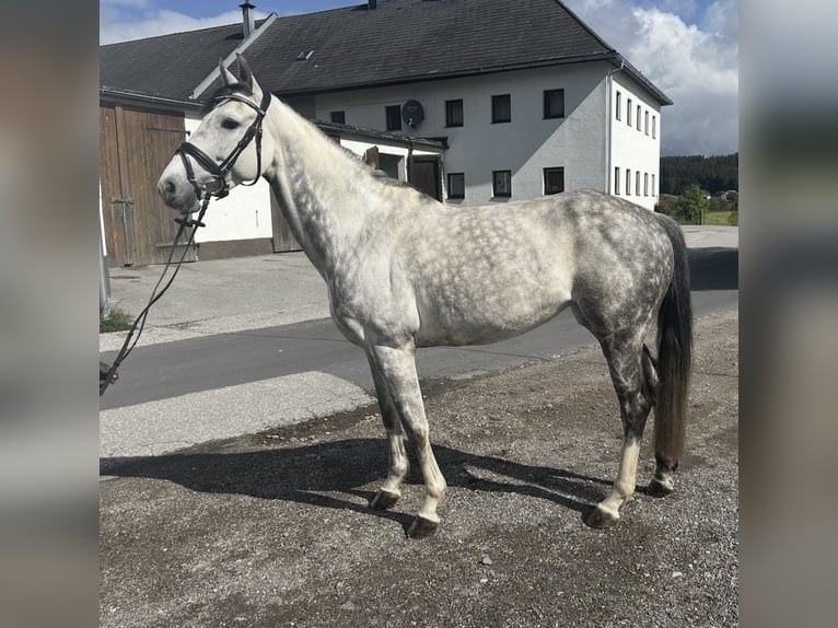 Oldenburgo Yegua 9 años 165 cm Tordo rodado in Pelmberg