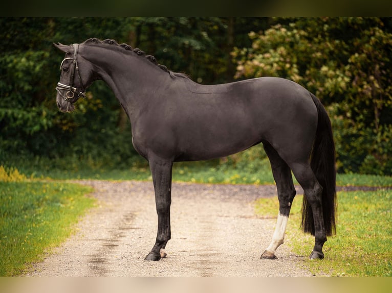 Oldenburgo Yegua 9 años 166 cm Alazán-tostado in Wehringen
