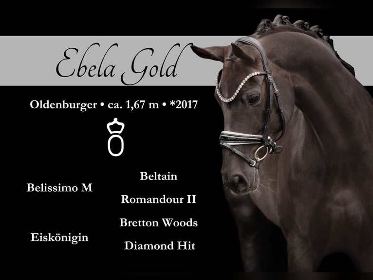 Oldenburgo Yegua 9 años 166 cm Alazán-tostado in Wehringen