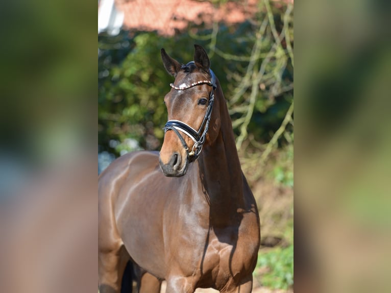 Oldenburgo Yegua 9 años 167 cm Castaño in Dötlingen