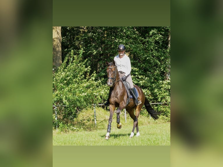 Oldenburgo Yegua 9 años 168 cm Castaño oscuro in Wildeshausen
