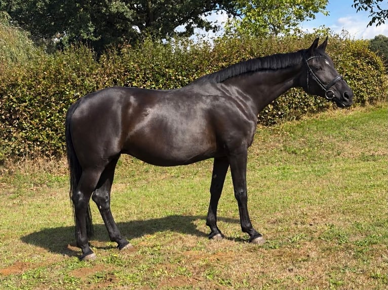 Oldenburgo Yegua 9 años 171 cm Negro in Dorsten