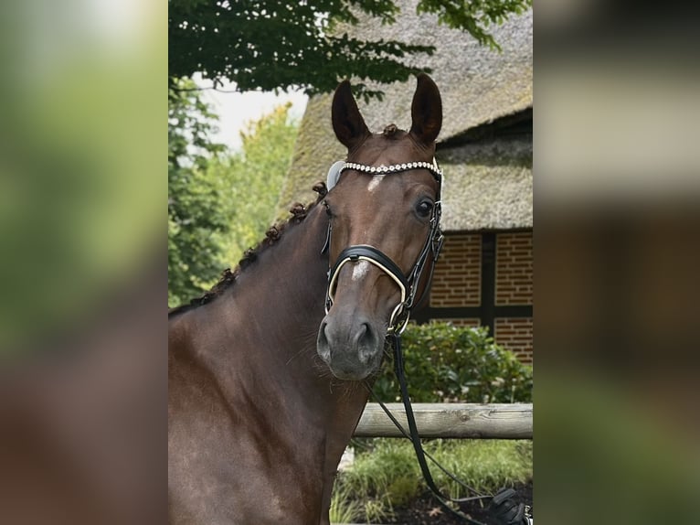 Oldenburgo Yegua 9 años 173 cm Alazán-tostado in Westerstede