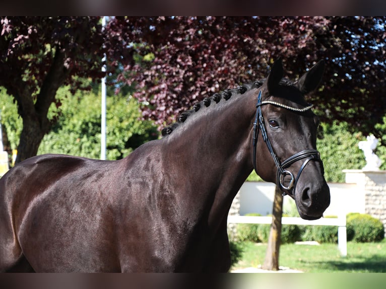 Oldenburgo Yegua 9 años 174 cm Negro in Schwäbisch Hall