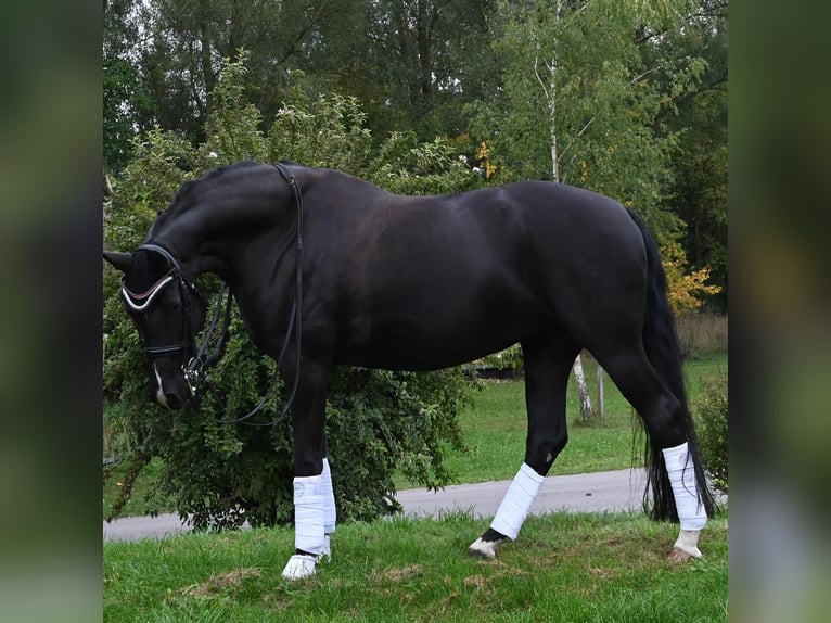 Oldenburgo Yegua 9 años 174 cm Negro in Karlsfeld