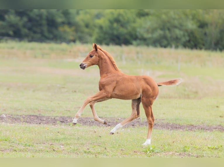 Oldenburgo Yegua Potro (05/2025) 165 cm Alazán in Alt Krenzlin