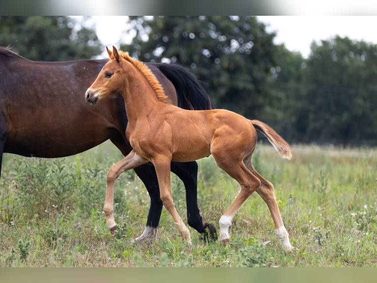 Oldenburgo Yegua Potro (05/2025) 165 cm Alazán in Alt Krenzlin