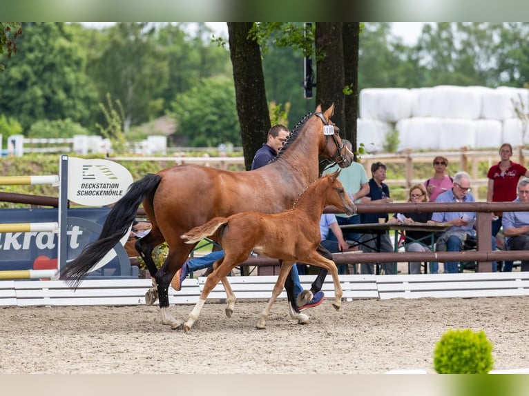 Oldenburgo Yegua Potro (04/2026) 168 cm Alazán-tostado in Holdorf