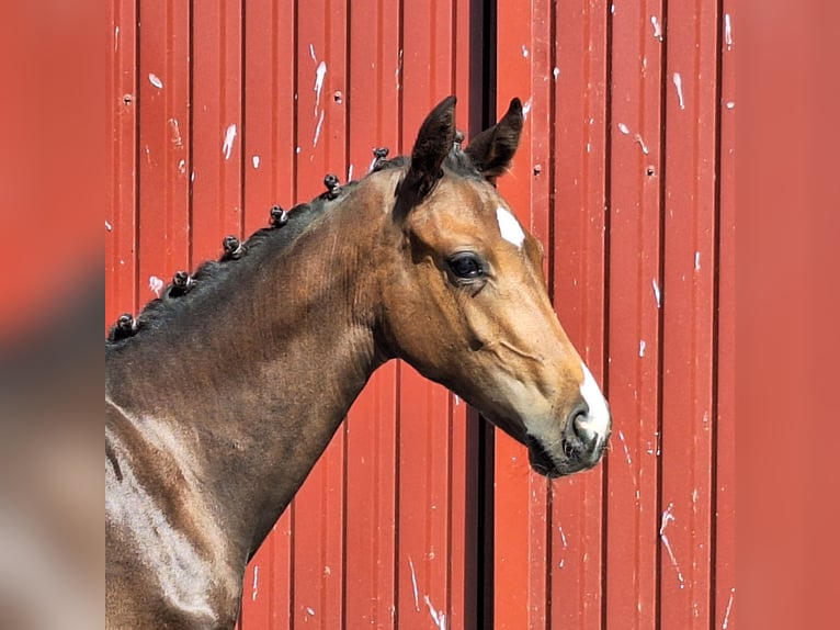 Oldenburgo Yegua Potro (03/2026) 168 cm Castaño in Twistringen