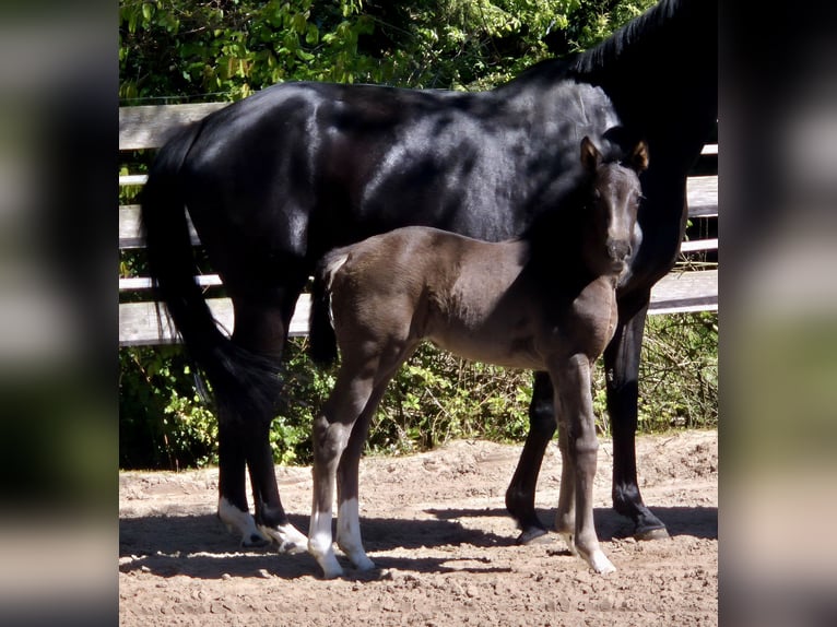 Oldenburgo Yegua Potro (04/2026) 168 cm Negro in Westerstede