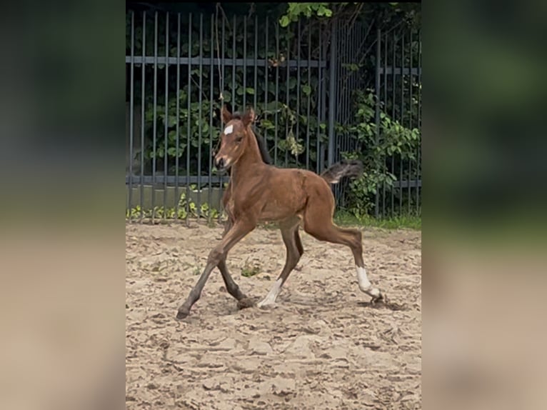 Oldenburgo Yegua  169 cm Castaño in Werlte