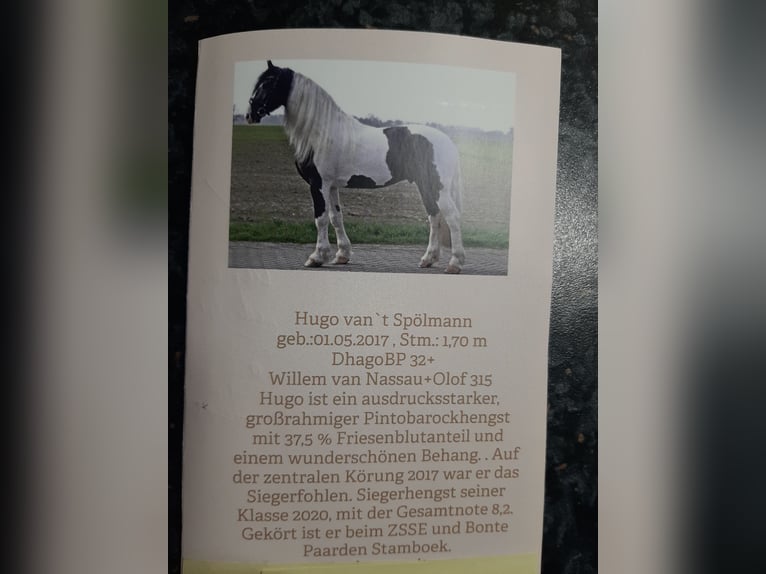 Oldenburgo Yegua  169 cm Castaño oscuro in Emlichheim
