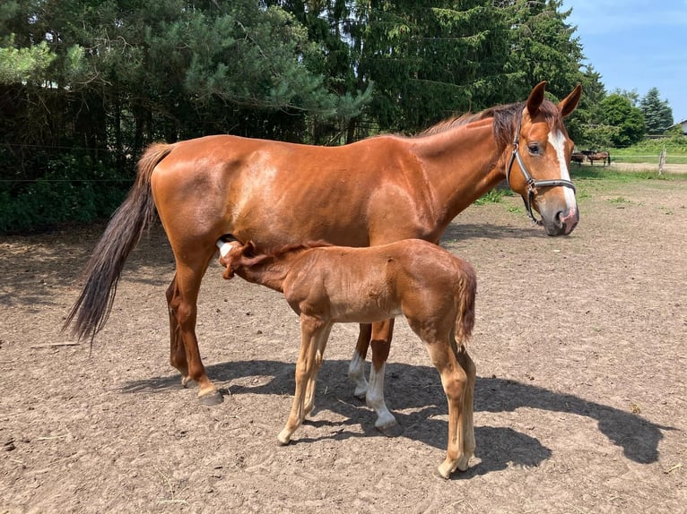 Oldenburgo Yegua  170 cm Alazán in Fehrbellin Protzen