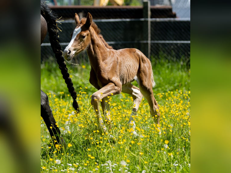Oldenburgo Yegua Potro (05/2026) 170 cm Alazán in Hohenahr