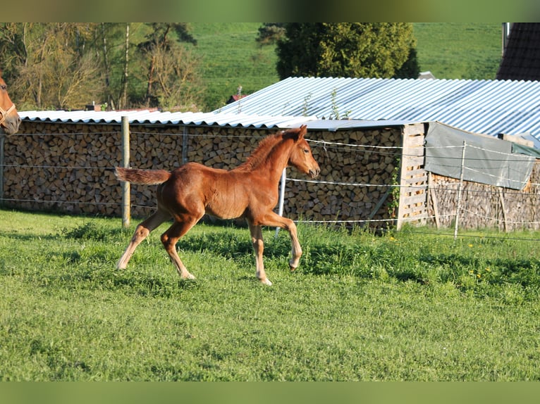 Oldenburgo Yegua  170 cm Alazán-tostado in Trockenborn