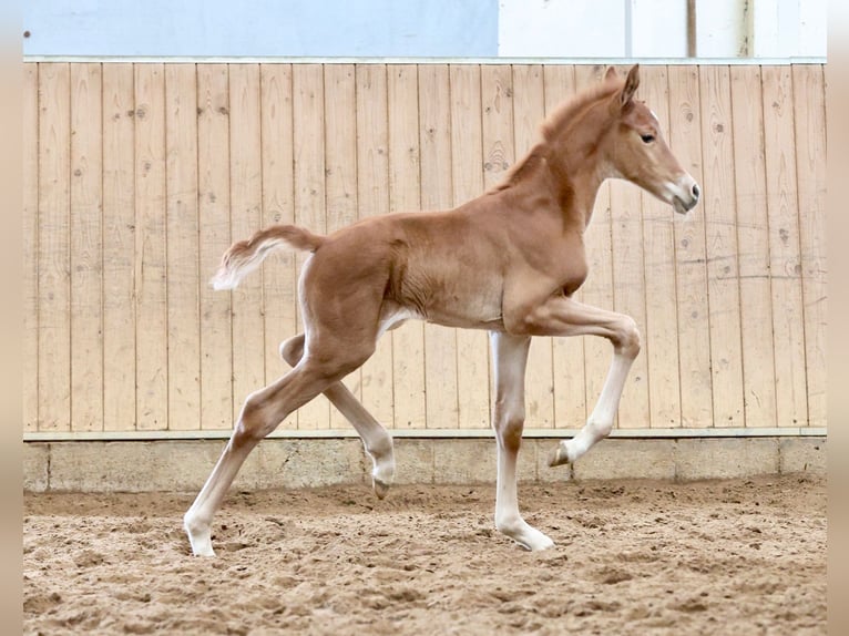 Oldenburgo Yegua  170 cm Alazán-tostado in Hohenahr