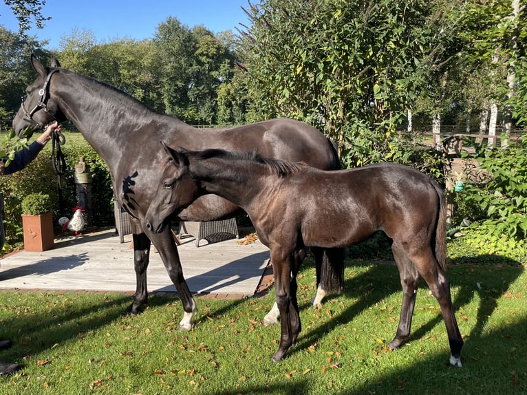 Oldenburgo Yegua Potro (04/2024) 170 cm Morcillo in Löningen