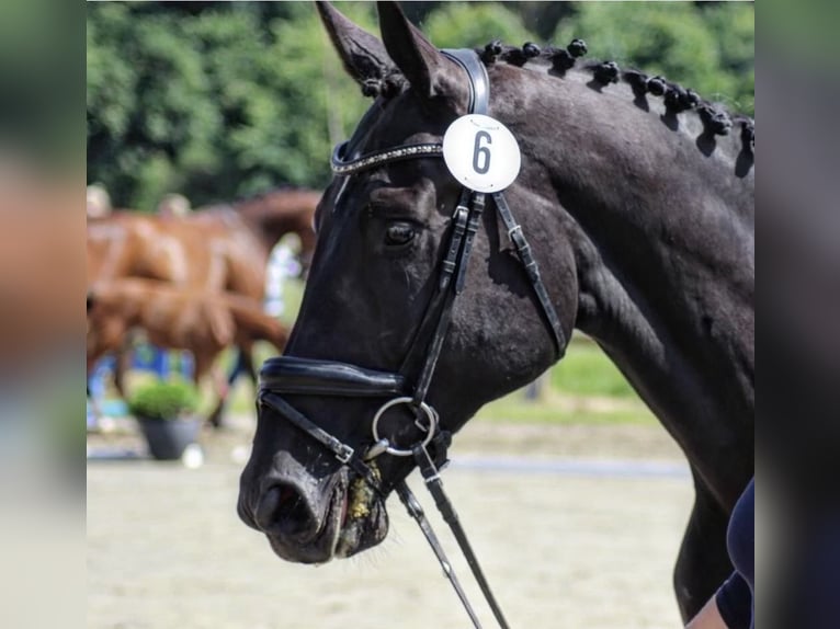 Oldenburgo Yegua Potro (04/2026) 170 cm Negro in Stralendorf