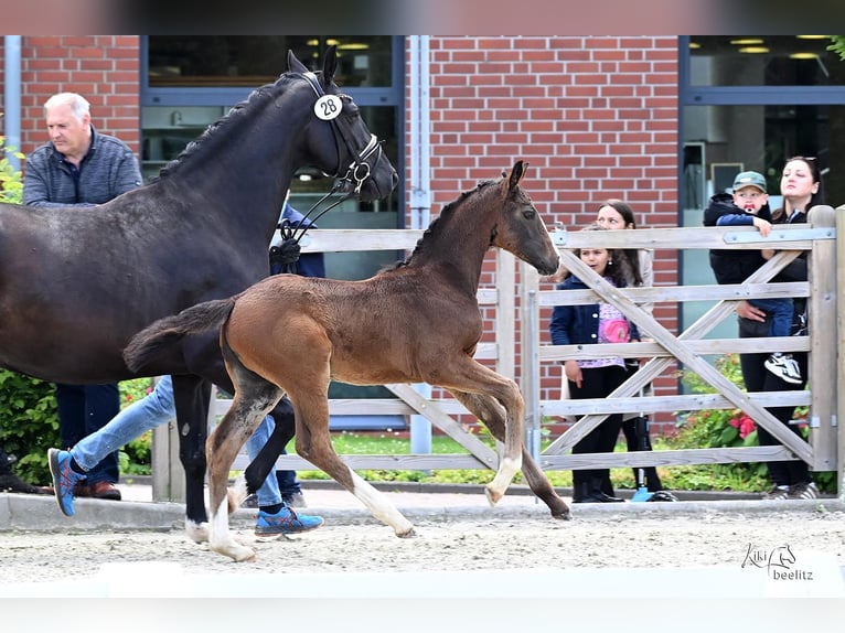 Oldenburgo Yegua Potro (04/2026) 172 cm Morcillo in Osterode am Harz