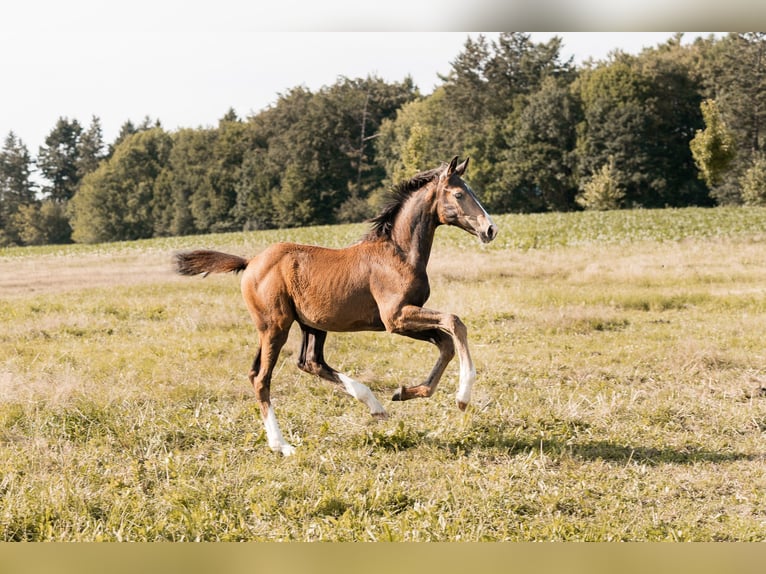 Oldenburgo Yegua Potro (04/2026) 172 cm Morcillo in Osterode am Harz