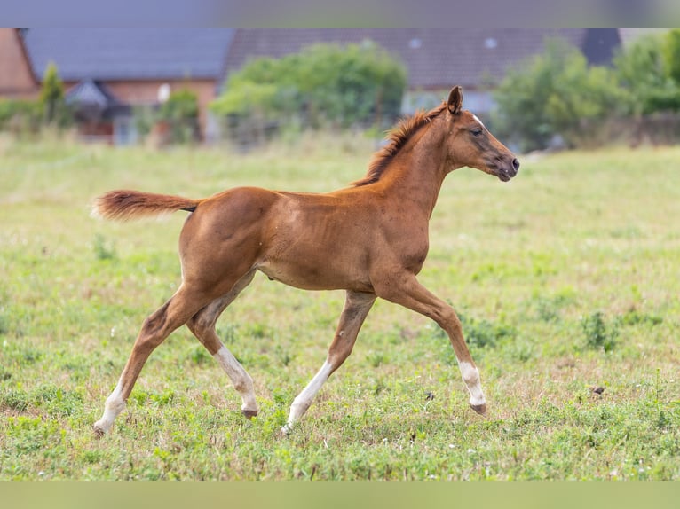 Oldenburgo Yegua Potro (01/2025) 175 cm Alazán in Alt Krenzlin