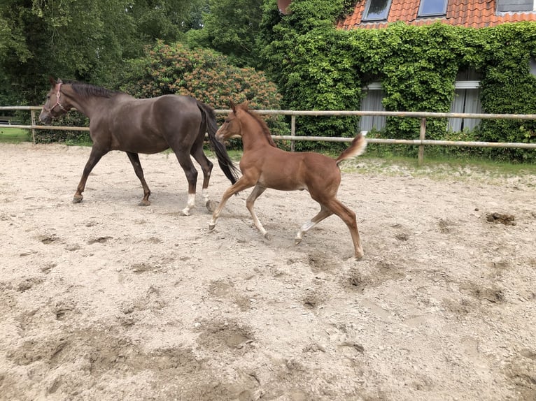 Oldenburgo Yegua Potro (04/2024) Alazán in Varel Dangastermoor