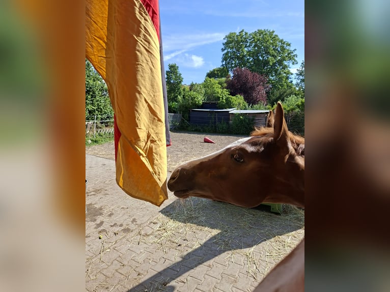 Oldenburgo Yegua Potro (03/2026) Alazán-tostado in Wiesloch