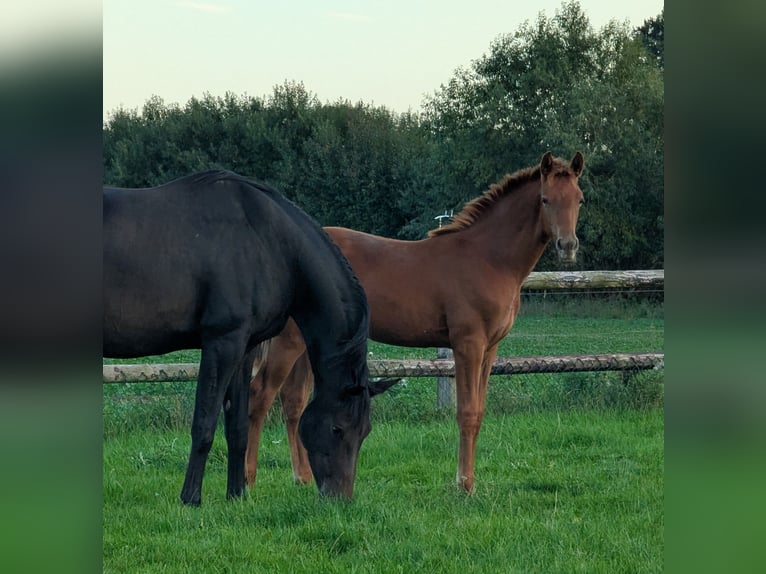 Oldenburgo Yegua Potro (05/2026) Alazán-tostado in Elmenhorst