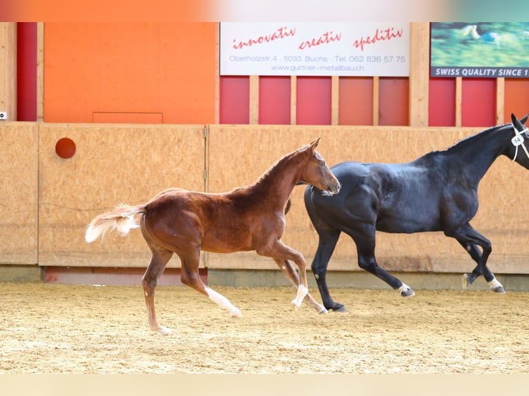 Oldenburgo Yegua Potro (04/2025) Alazán-tostado in S&#xFC;deren