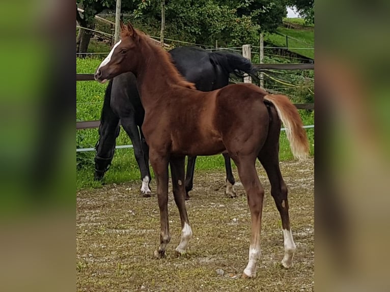 Oldenburgo Yegua Potro (04/2025) Alazán-tostado in S&#xFC;deren