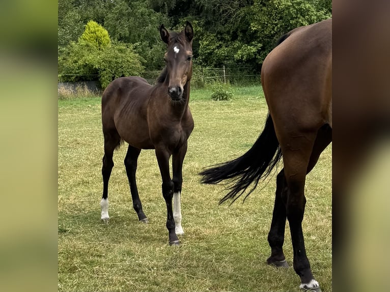Oldenburgo Yegua Potro (02/2026) Castaño oscuro in Vechta