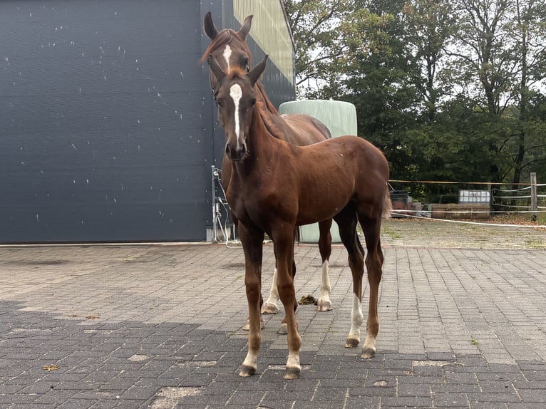 Oldenburgo Yegua Potro (06/2026) Castaño oscuro in Rennerod