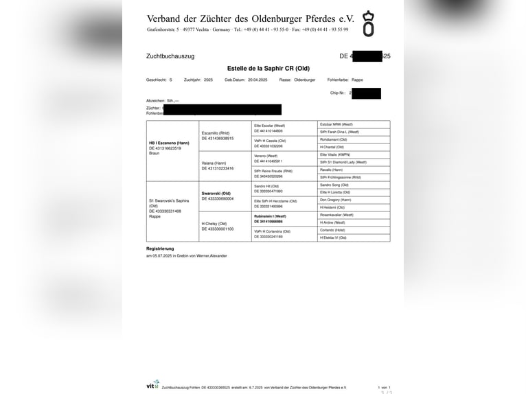 Oldenburgo Yegua Potro (04/2025) Negro in Glasau