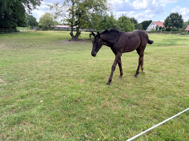 Oldenburgo Yegua Potro (05/2026) Negro in Cloppenburg