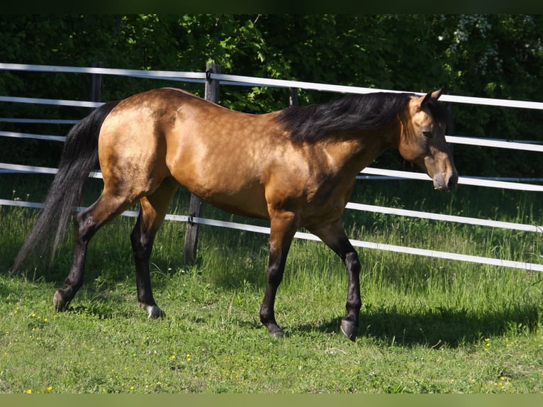 Onelittlestepforluna American Quarter Horse Hengst Buckskin in P&#xF6;ttsching