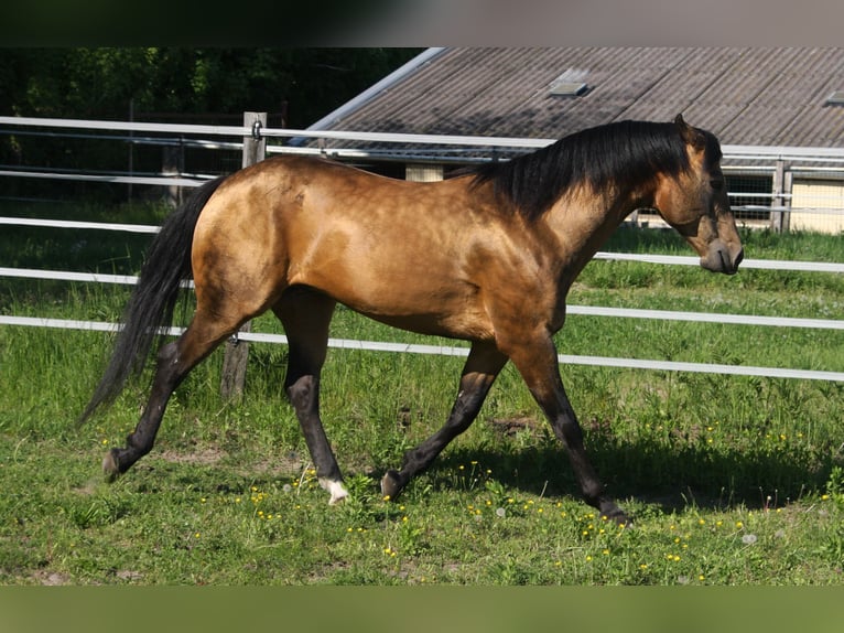 Onelittlestepforluna American Quarter Horse Hengst Buckskin in P&#xF6;ttsching